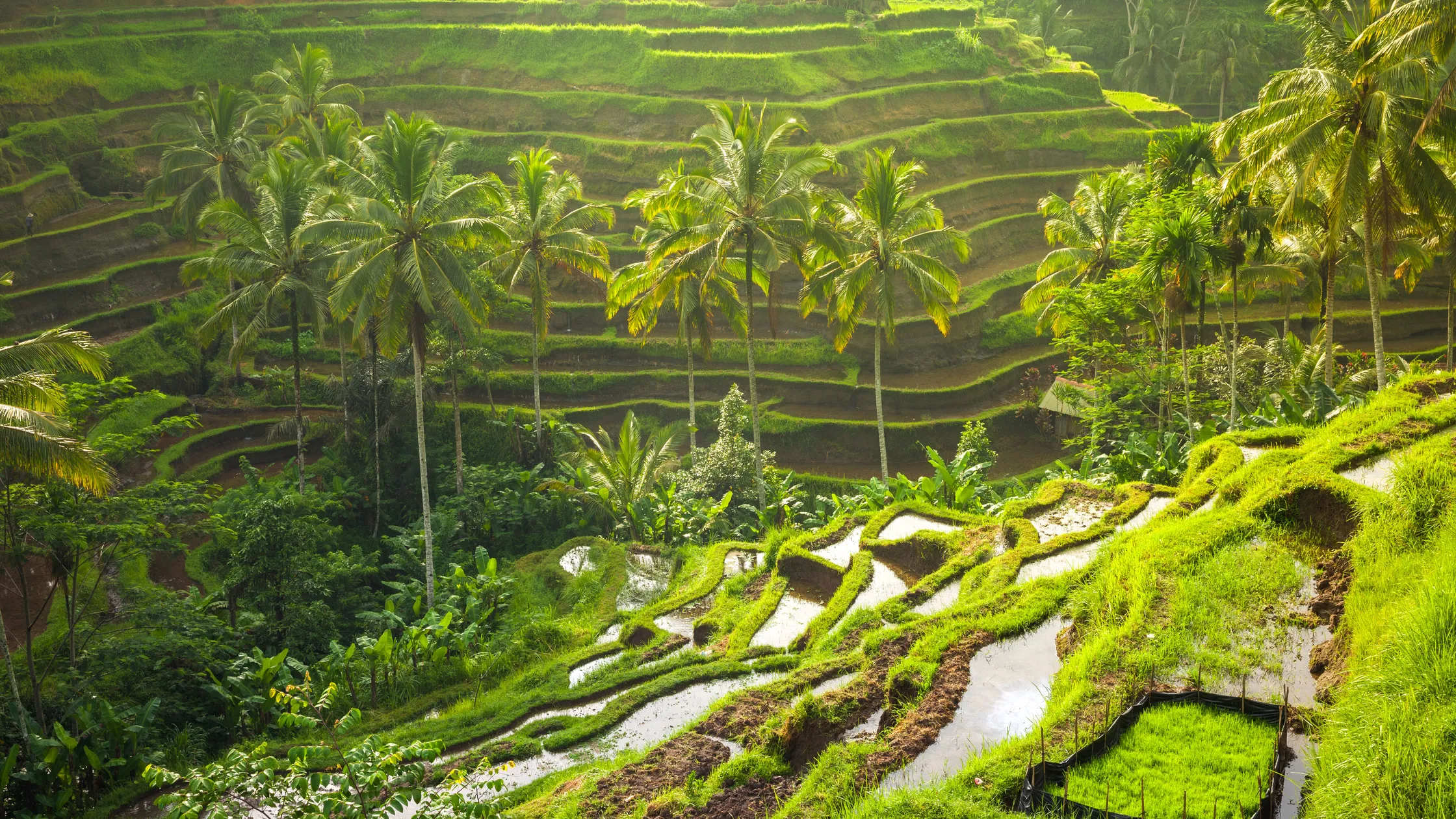 Ubud